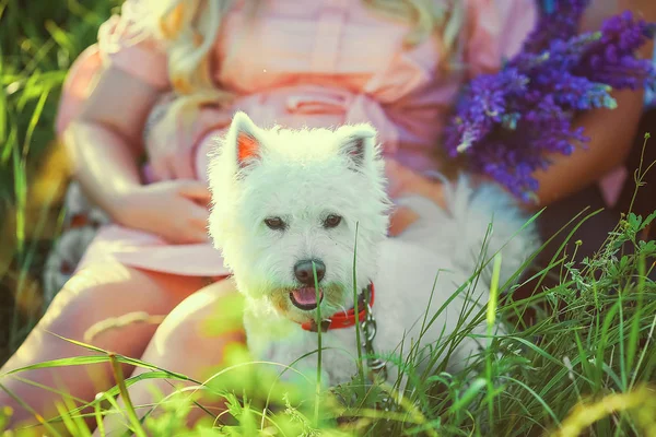 Белая Собака Молодая Красивая Беременная Пара Цветочном Поле Букетом Фиолетовых — стоковое фото