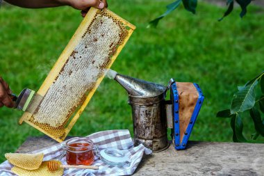 close-up Beekeeper uncapping honeycomb with special beekeeping fork. Raw honey being harvested from bee hives. Beekeeping concept. clipart