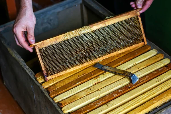 Imker Zieht Mit Imkerwerkzeug Holzrahmen Mit Bienenwaben Aus Bienenstock Honig — Stockfoto