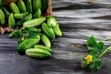 Çiğ Organik Mini Bebek Salatalıkları Yemeye Hazır.