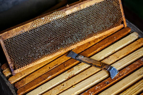 Imker arbeiten am Bienenstock. Imkerutensilien auf dem alten Holztisch — Stockfoto