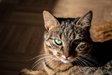Tatlı tekir gri kedi. Yerde yatıyordu. Metin için boşluk