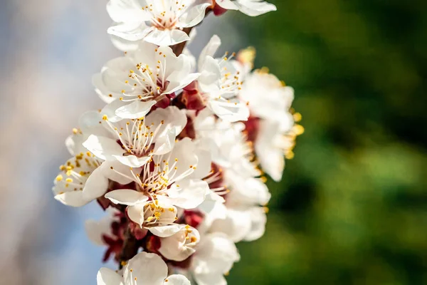 Абрикосовые цветы весной. Цветущее абрикосовое дерево. Весна, времена года, белые цветы абрикосового дерева крупным планом — стоковое фото