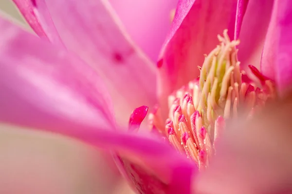 Magnolia open bloemen. mooie paarse bloem close-up. Mooie bloei, bloeiende boom-mooie bloeiende Magnolia tak in het voorjaar — Stockfoto