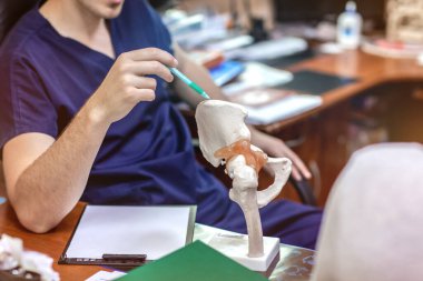 Doktor, pelvis ve uyluk kemiğinin yapay yarı anatomik modelindeki kalça ekleminin yerini gösteriyor. Doktor travmatoloğun ya da ortopedi cerrahının tıbbi fotoğrafları ya da tavsiyeleri..