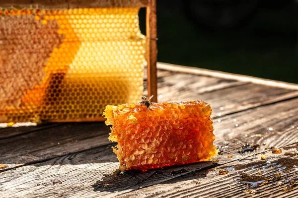 Abelha Voando Favos Mel Com Células Cheias Mel Com Mel — Fotografia de Stock