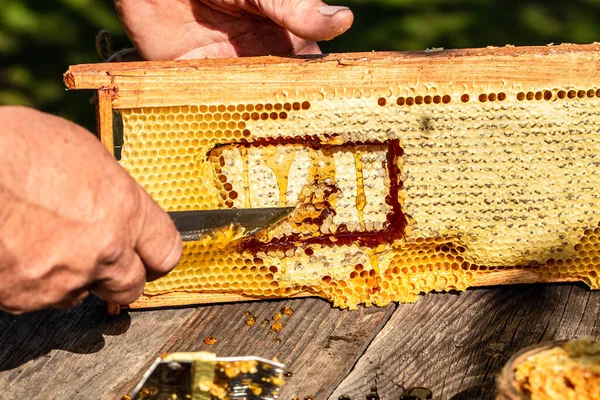 Imkereikonzept Imkerwerkzeuge Rahmen Mit Bienenwachsstruktur Voll Frischem Bienenhonig Imker Schneidet — Stockfoto