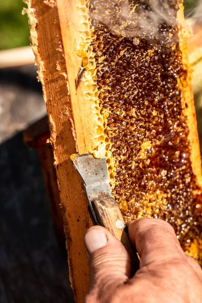 Arı Yetiştiricisi Özel Bir Arıcılık Çatalıyla Bal Peteğini Açıyor Çiğ — Stok fotoğraf