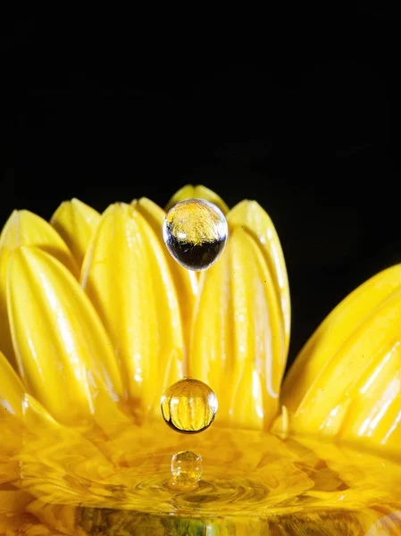 Çiçekli sıçrama fotoğrafçılığı