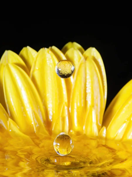 Çiçekli sıçrama fotoğrafçılığı