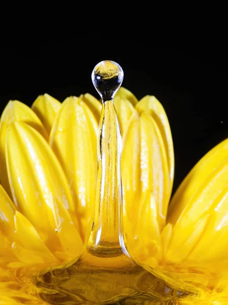 Çiçekli sıçrama fotoğrafçılığı