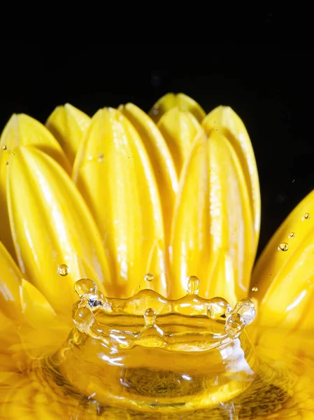 Çiçekli sıçrama fotoğrafçılığı