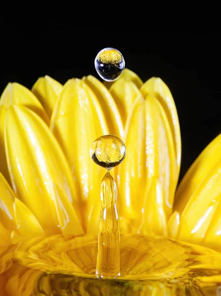 Çiçekli sıçrama fotoğrafçılığı