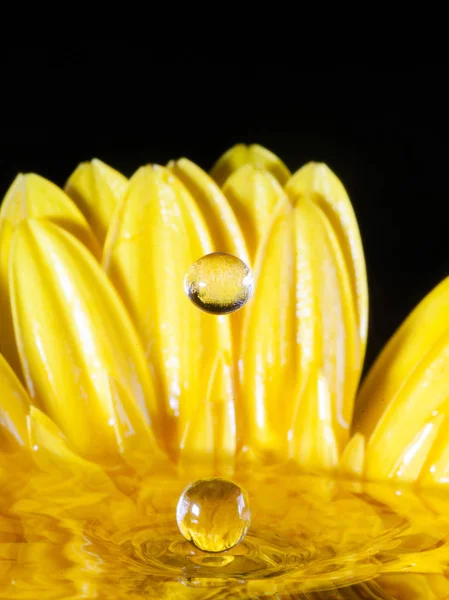 Çiçekli sıçrama fotoğrafçılığı