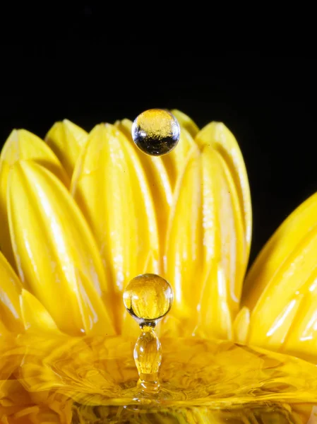 Çiçekli sıçrama fotoğrafçılığı