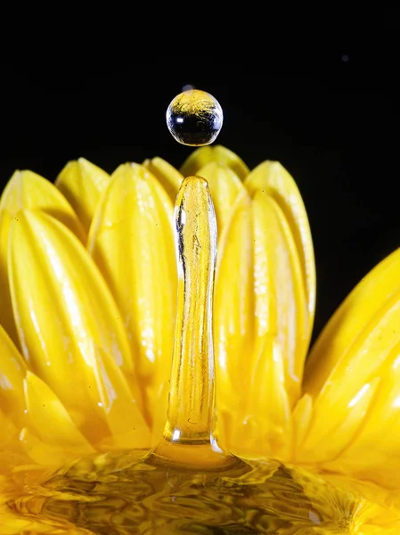 Splash Photography Flower — Stock Photo, Image