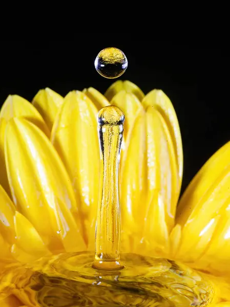 Splash Photography Flower — Stock Photo, Image