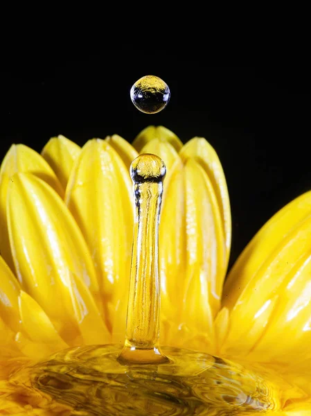 Çiçekli sıçrama fotoğrafçılığı