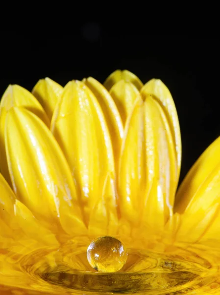 Çiçekli sıçrama fotoğrafçılığı