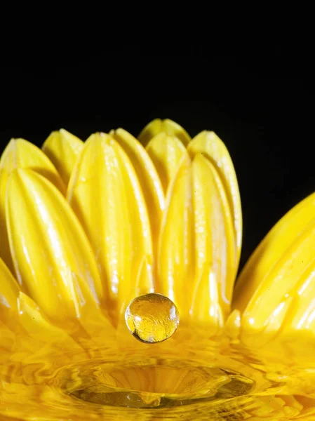 Çiçekli sıçrama fotoğrafçılığı