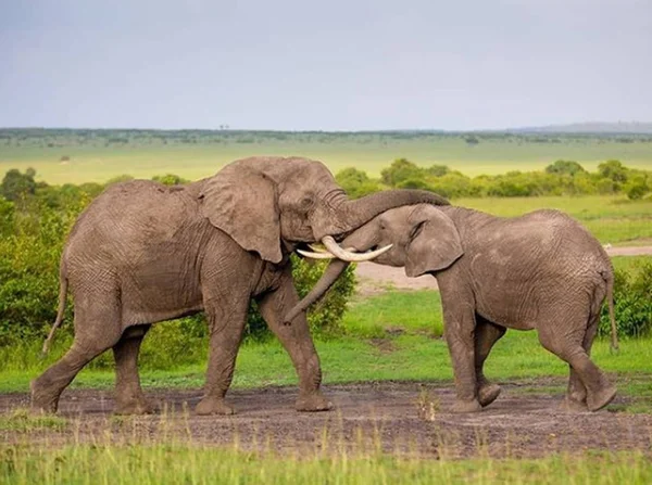 Elephants playing and fighting in the field — Stock Photo, Image