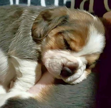 Sevimli uyku köpek, köpek hayat