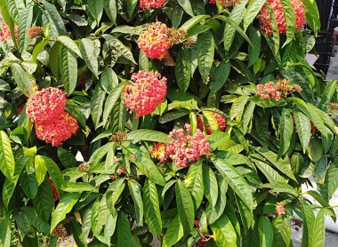 Bahçedeki güzel çiçekler