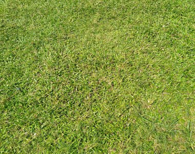 Güzel yeşil alan manzarası 