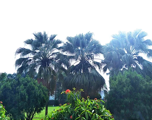 Красивый Вид Зеленый Парк Пальмами — стоковое фото