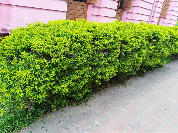 Plantas Verdes Caminho Tijolo — Fotografia de Stock