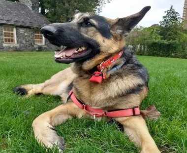 Köpek Yoga poz verin