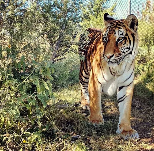 Big Tiger Walking Wildlife Scene Danger Animal — Stock Photo, Image