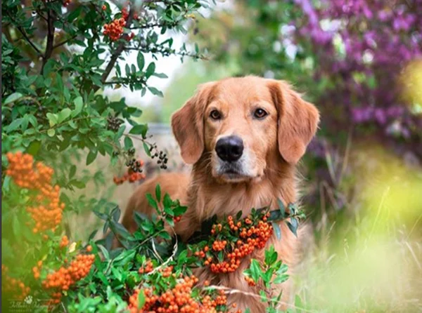 Golden Retriever Hund Steht Isoliert Tierliebhaber lizenzfreie Stockbilder