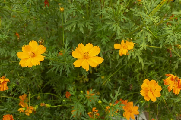 Field Marigold - Common Marigold Flower