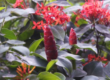 Küçük çok yıllık yaz bahçe çiçeği