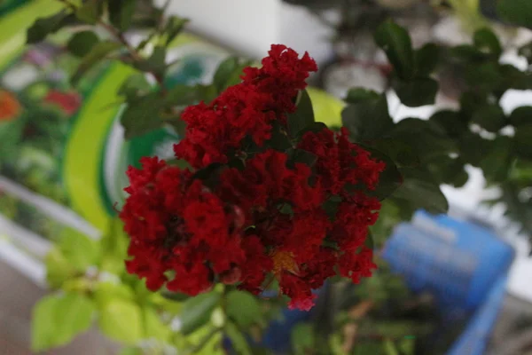 Colorato Appeso Fiore Rosso Decorazione Esterna Della Casa — Foto Stock