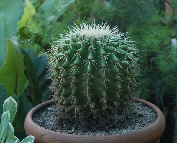 Cactus Pot Collection Closeup Image Hedgehog Cacti — Stock Photo, Image