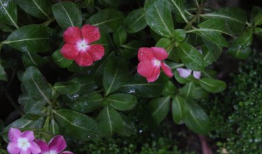 Bahçede Yumuşak Pembe Vinca Çiçeği