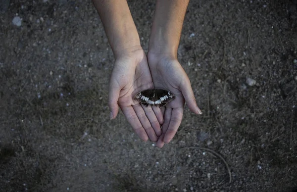 Les Mains Personne Blanche Tiennent Papillon Mort — Photo