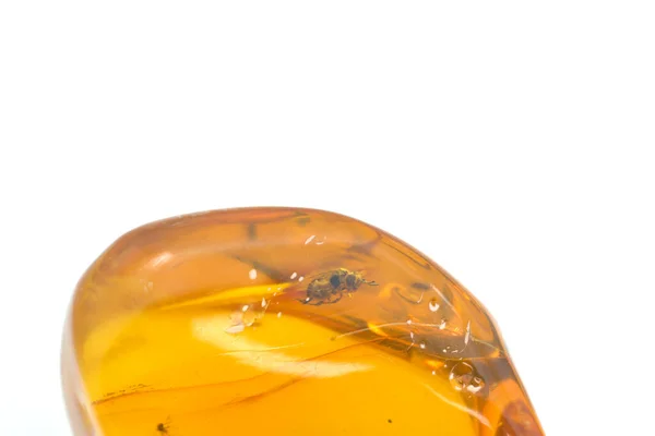 Fossilized Mosquito Wasp Amber Stone Million Years Old Insect — Stock Photo, Image