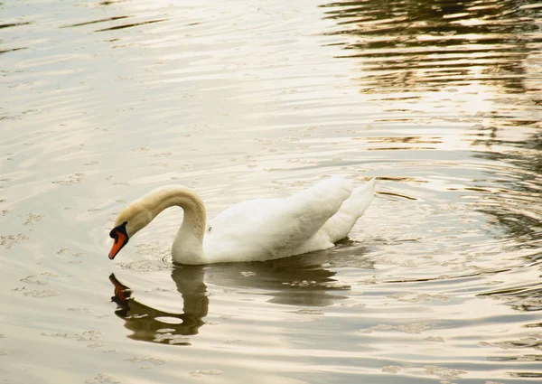 白鳥が泳ぐ池 — ストック写真