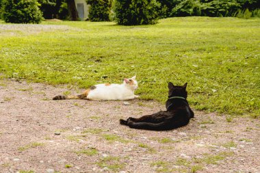 Kedi evde beslenen hayvan doğada uyur