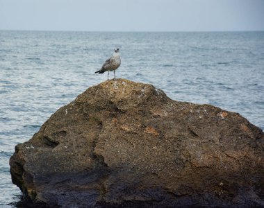 Bir sürü martı iskelede oturup
