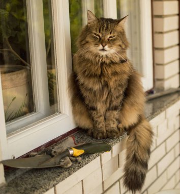 Kedi evde beslenen hayvan doğada uyur