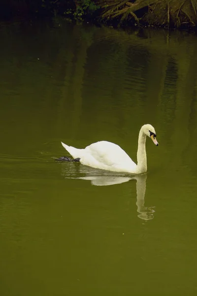 Cisne Salvaje Estanque — Foto de Stock