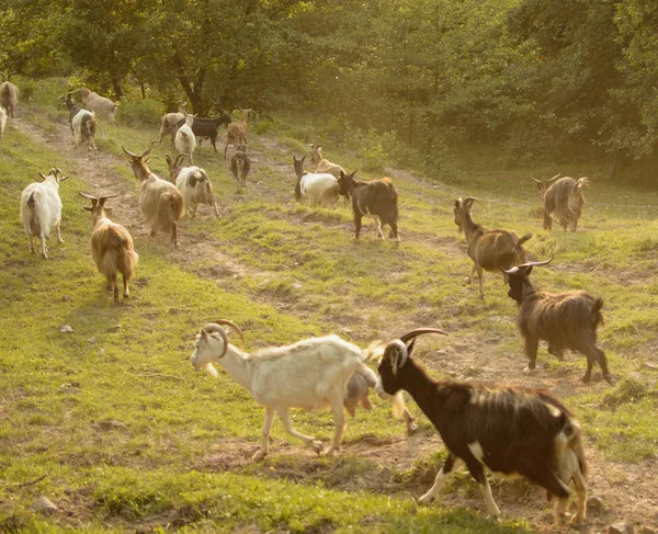 Herd Goats Coming Pasture — Stock Photo, Image
