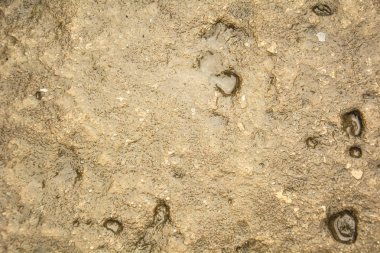 Site için arka plan taş duvar