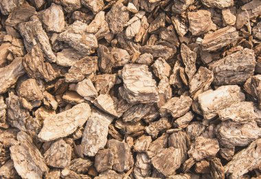 Ağaç kabuğu yakın çekim