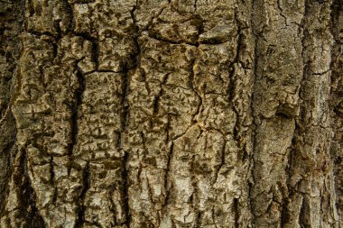 Ağaç kabuğu yakın çekim