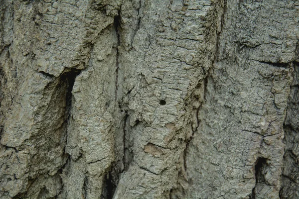 Rinde Eines Baumes Aus Nächster Nähe — Stockfoto